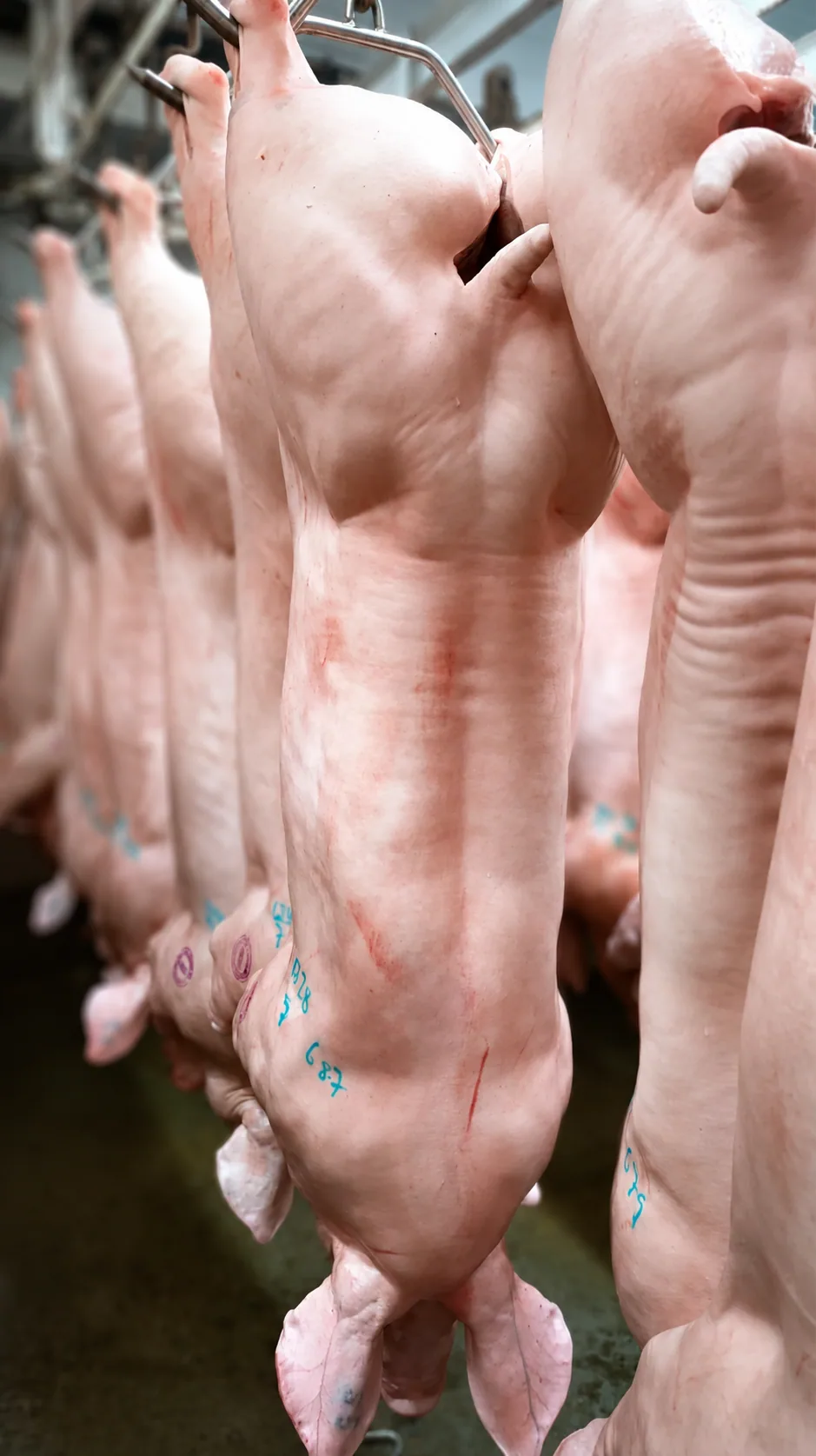 Fila de carcasas de cerdo suspendidas