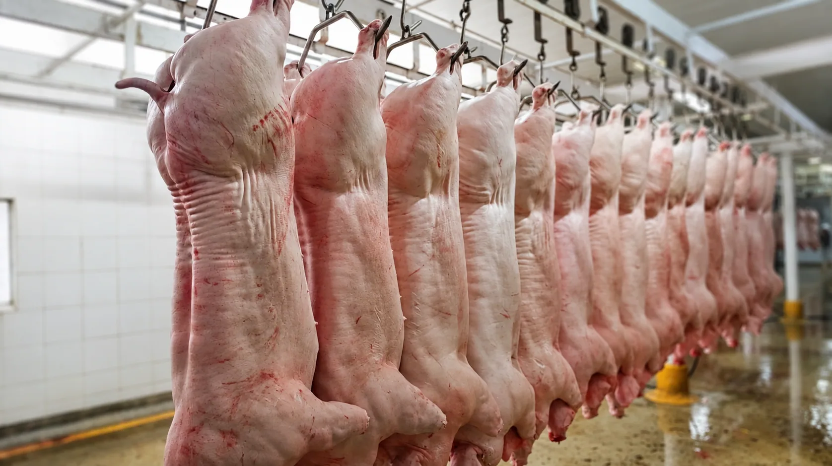 Carcasas de cerdo suspendidas en una línea de procesamiento